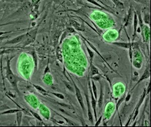 Mouse embryonic stem cells. More lab photos