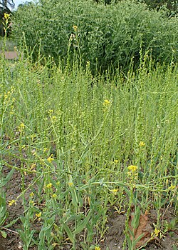 Ontervio (Myagrum perfoliatum)