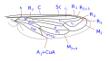 Mydidae wing veins as Leptomydas.svg