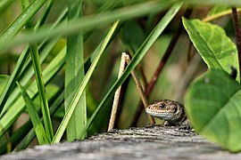 Juvenile Waldeidechse auf dem Holzbohlenrundwanderweg im Pietzmoor