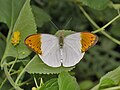 Hebomoia glaucippe (Great orange-tip)