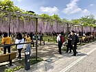 岡崎城跡の五万石ふじ （2021年（令和3年）4月）