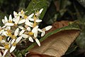 Olearia covenyi