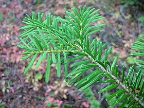 Folha do Abies amabilis