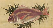 Tai on Bamboo Leaves, painting by Ogawa Haritsu (1663-1747)