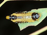 Paropsis atomaria larva