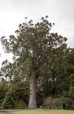 Pienoiskuva sivulle Kauri (kasvi)