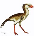 Patagornis marshi