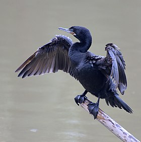 Biguá secando as asas ao sol no Horto Florestal de São Paulo, no Brasil