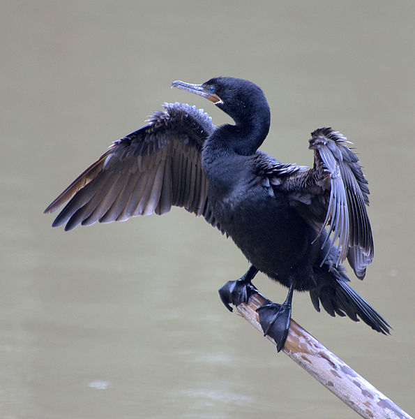 Ficheiro:Phalacrocorax brasilianus-04.jpg