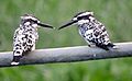 Pied kingfisher, Kanjhli wetland, Punjab, India