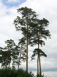 Pinus syluestriformis (Takenouchi) T.Wang ex Cheng.JPG