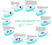 Plant cell cycle Plant cell cycle.svg