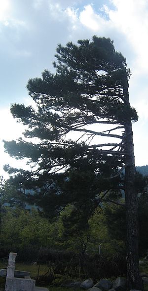 Effect of prevailing wind on a coniferous tree...