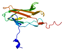 Protein RUNX2 PDB 1cmo.png