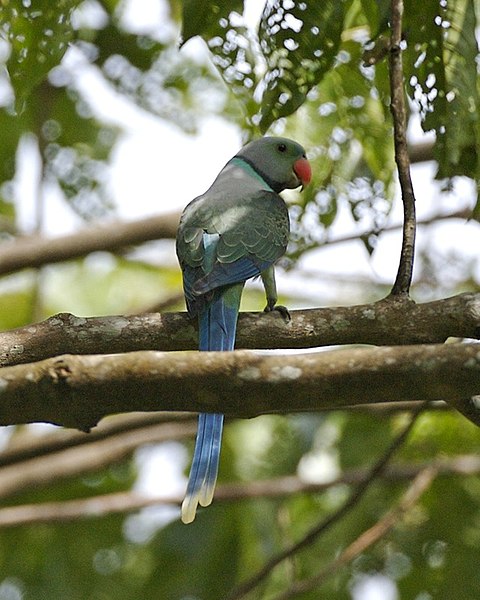 480px-Psittacula_columboides_%28male%29_-Kerala_-India-6.jpg