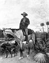 An 1895 drawing of by Frederick Remington of a Florida Cracker Horse