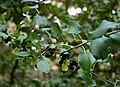 Purgier-Kreuzdorn (Rhamnus cathartica)