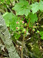 Ribes sachalinense 5. 
 JPG