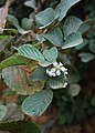 Rubus ellipticus var. obcordatus