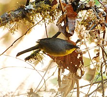 Brush Finch