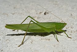 Jika la Ruspolia nitidula anayefanana na senene