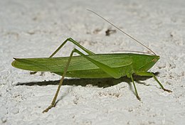 Nőstény nagy kúpfejű szöcske (Ruspolia nitidula)