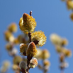 Description de l'image Salix gracilistyla.jpg.