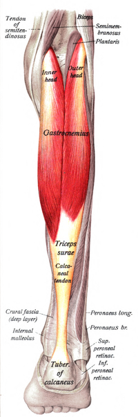 Собо 1909 303 - Gastrocnemius muscle.png