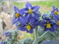 Solanum mauritianum - Blüte