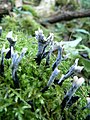 !Xylaria hypoxylon!