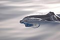 Injured striped dolphin off La Gomera