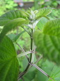 Miniatura para Salvia polystachya