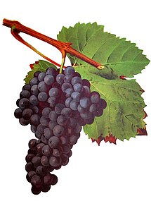 Tannat Viala et Vermorel.jpg