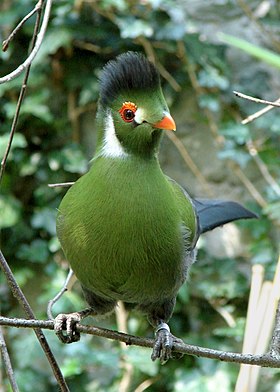 Turaco-de-faces-brancas (Menelikornis leucotis)