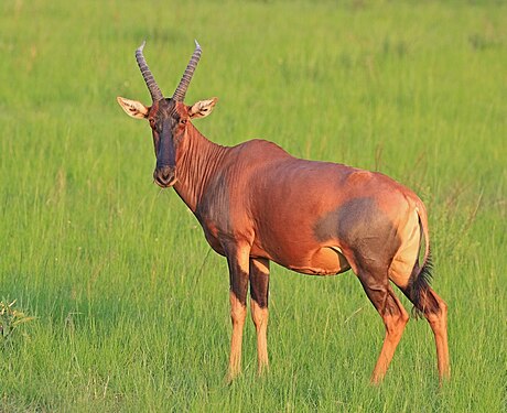 Female coastal topi (Damaliscus lunatus topi) in Queen Elizabeth National Park, Uganda (created and nominated by Charlesjsharp)