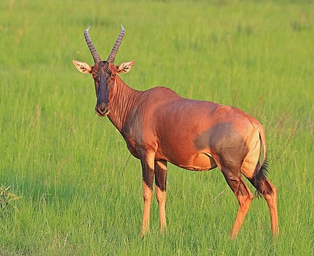 Самка джимелы (Damaliscus lunatus jimela)