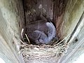 A tree swallow nest with a clutch of four eggs.