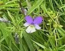 Duinviooltje (Viola curtisii)