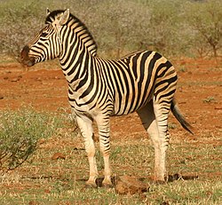 http://upload.wikimedia.org/wikipedia/commons/thumb/f/f0/Zebra_standing_alone_crop.jpg/250px-Zebra_standing_alone_crop.jpg
