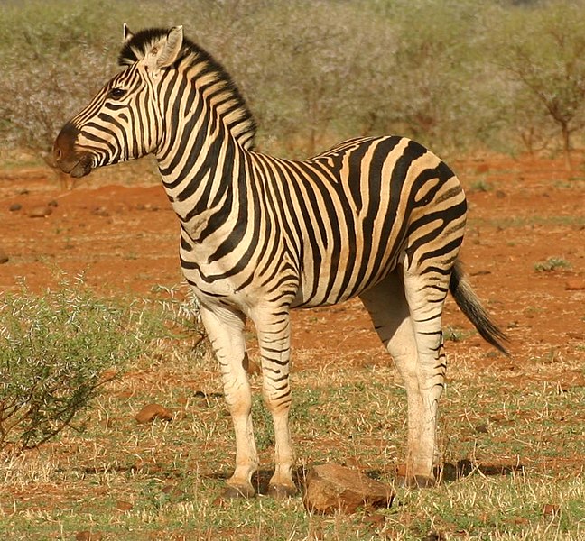 Fájl:Zebra standing alone crop.jpg