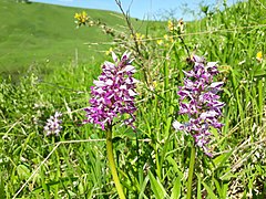 Soikkokämmekkä (Orchis militaris).