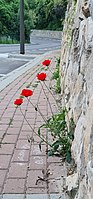 A Papaver umbonatum grows on a sidewalk on Street in the city Nesher