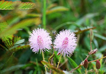Mimosa pudica: Flowers