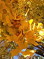 2014-11-02 12 13 29 Ginkgo foliage and fruit during autumn at the Ewing Presbyterian Church Cemetery in Ewing, New Jersey.JPG