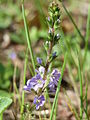 Ормаменьксэнь алкуксонь тикше (Veronica officinalis)