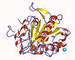 6-Phosphogluconolactonase