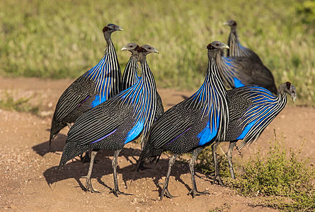 Groupe de pintades vulturines dans la réserve nationale de Samburu (Kenya).