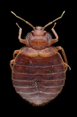 Female bed bug