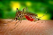 Aedes aegypti, der Überträger des Gelbfiebers